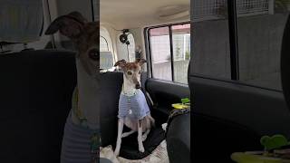 おりこうお留守番イッヌ。パーフェクトお座り。ウィペットのカイトちゃん。 Whippet Dog KAITO Smart Sit Down FUKUOKA JAPAN