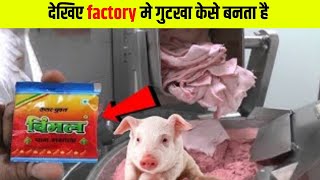 गुटखा बनता देख इसे खाना भूल जाओगे | Gutkha Kaise Banta hai | Gutkha Making Process