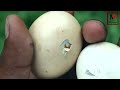 how to make an incubator at home ഒരു ബൾബ് ഉണ്ടെങ്കിൽ മുട്ട വിരിയിക്കാം m4tech