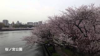 大阪 桜ノ宮公園の桜　Cherry blossom Sakuranomiya,Osaka,Japan