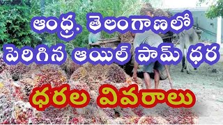 ఆంధ్ర, తెలంగాణలో పెరిగిన ఆయిల్ పామ్ ధర - ధరల వివరాలు 07-01-2025