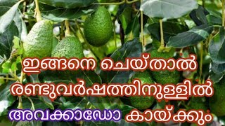 Avocado cultivation and fertilizer/ അവക്കാഡോ കൃഷി ചെയ്യുന്ന വിധം വളവും പരിചരണവും