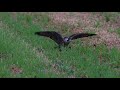 peregrine falcon ハヤブサの食事風景