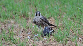 Peregrine Falcon ハヤブサの食事風景