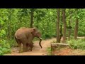 എന്തൊരു ക്രൂരതയാണ്.. short elephent