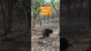 Pagal bhalu dancing #bears #dance #animals #animalshorts #bhalu #bannerghattanationalpark