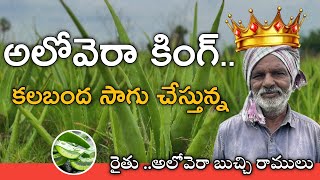 కలబంద సాగు చేస్తున్న || aloe vera cultivation || @karshakavani7049