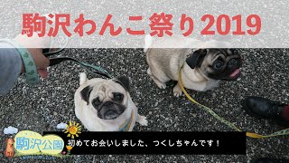 駒沢わんこ祭り2019で遊んで来ました！前編　パグ犬にこぱん日記