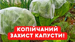 Капуста росте ЧИСТА І БЕЗ ДІРОЧОК, завдяки банальному способу захисту. Він коштує копійки!