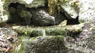 山中湖 大洞の泉のキビタキ（雄・若鳥）の水浴び　その２６（4K動画）