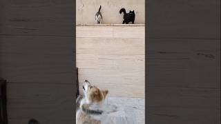 #cats The special relationship between dogs and cats رابطه خاص سگی با گربه ها #special #خاص