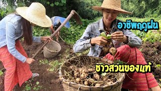 My hometown Ep.7 | ขุดมันแกวอาชีพฤดูฝนชาวสวนของแท้-อีกหนึ่งอาชีพของชาวเชียงตุง