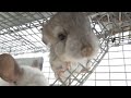 baby chinchilla kisses u0026 squeaks