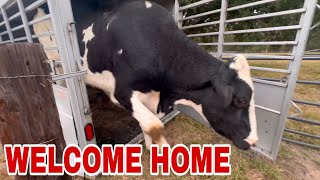 HOMECOMING! Moo is home! and fern