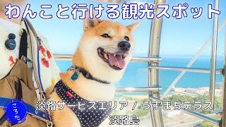 【犬と旅行】柴犬と初めて乗る絶景大観覧車！ご当地バーガー第1位も食べて大満足な淡路旅【豆柴ころた】