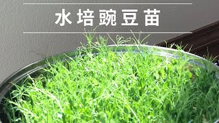 水培豌豆苗的方法🌱种一次收三次🌱比买的嫩🌱 | How to Grow Green Pea Shoots