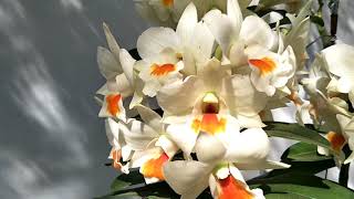 Dendrobium orchid in Thailand  กล้วยไม้ :หวายรุ่งกมล Rungkamol  Dendrobium hybrids