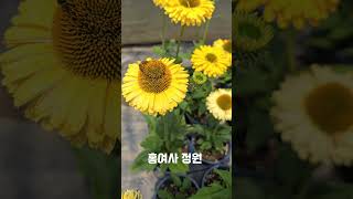 #홍여사정원 #겹에키네시아 #썬시커 #골든썬 #flowers  #gardening #garden #nature