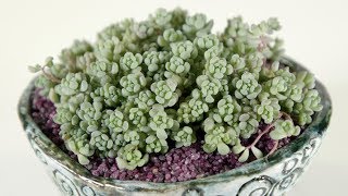 Sedum dasyphyllum v  minor “Blue Sedum”