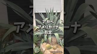 毎年恒例【ドライガーデン】のモンスター【アガベアメリカーナ】の剪定！#アガベ #地植え #ドライガーデン #剪定 #ガーデン #ガーデニング #おすすめ #おすすめにのりたい #やり方