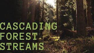 Cascading forest streams- soothing relaxation music night time