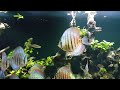 600 gallon planted discus tank update 28 1 16