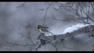 Auðnutittlingur 5 - Common Redpoll 5 (4K)