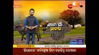 ପାହାଡି ଇଲାକା ଆଦିବାସୀ ମହିଳା ନିଜସ୍ବ ଉଦ୍ୟମ ରେ ମାଟିରୁ ସୁନା ଫସଲ ଅମଳ କରି ଚର୍ଚ୍ଚାରେ #ଚମ୍ପୁଲତା #ZEE_ODISHA