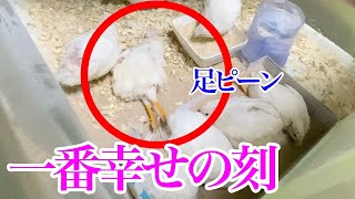 【ヒメウズラ】最高に幸せの時間、砂浴びの姿を垂れ流し