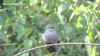 Plumbeous Water Redstart female