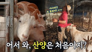 소문으로만 듣던 전북 임실 ‘산양유와 산양 치즈’ 직접 만들어보고 왔습니다