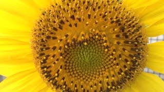 2016 向日葵生長 完全過程 Sunflower full-grown process ひまわり girasol tournesol