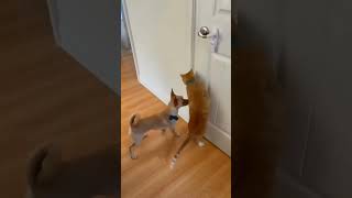 #228🐾CATS\u0026DOGS😺🐶 FUNNIEST VIDEO 💕