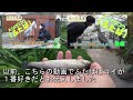 担当飼育員から見たハシビロコウ「ふたば」の変化をご紹介したい！【掛川花鳥園公式】