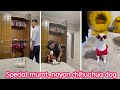 Special murat_noyan chihuahua dog compilation #1। Funny Chihuahua TV