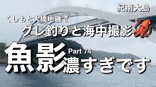 【釣りチャンネル】ここは“魚影濃すぎです“ 🐟😄🐟 Part 74 🌈 #和歌山 #串本大橋#紀南大島