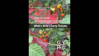 Matt’s Wild Cherry Tomato Hydroponic Growing \u0026 Pruning Tips