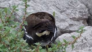 GALLINELLA D'ACQUA al LAGO di GARDA BENACO TRENTINO