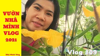 Vườn Nhà Mình Vlog trồng gì cuối năm 2021 -  Nha Minh Vlog