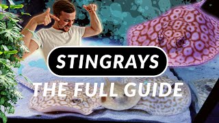 THE COMPLETE GUIDE TO FRESHWATER STINGRAYS