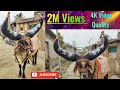 नंदी बैल | Nandi Bail | Bull Video /बळीराजाची_लेकरं