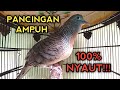 PANCINGAN PERKUTUT BANGKOK PALING AMPUH 100% LANGSUNG NYAUT SEMUA