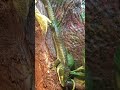 Mexican Alligator Lizard Shedding (Abronia Graminea)