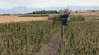 MT Industrial Hemp Harvesting