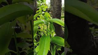 Cinnamon plant | দারুচিনি গাছ | दालचीनी का पौधा