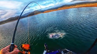 MURRAY COD & Yellowbelly Fishing In Lake Eildon
