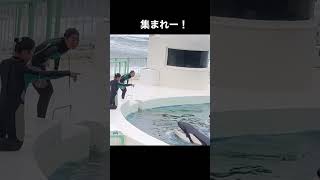 シャチさん集まれー！ #シャチ #鴨川シーワールド #orca #killerwhale #kamogawaseaworld #Shorts