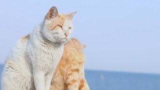 【瀬戸の野良猫日記】 ボス猫と仲間達、半年間の記録　Recording his friends and boss cat, half a year