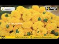 ಚೆಂಡು ಹೂ ಬೇಸಾಯ… ಎಕರೆಗೆ 1.75 ಲಕ್ಷ ಲಾಭ vistara krishi marigold cultivation ಕೃಷಿ ಖಜಾನೆ