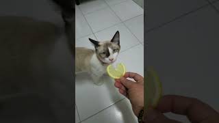 Funny reaction.................😂😅🥱of the Cat|#petshorts #shorts #viral #comedy #youtubeshorts